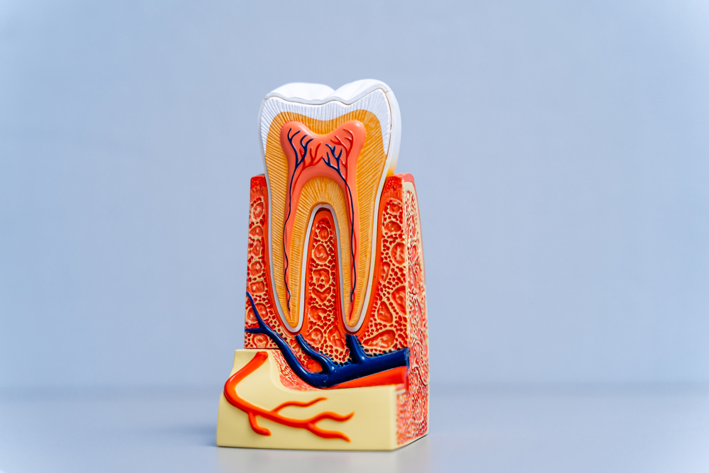 You are currently viewing How to Avoid a Root Canal